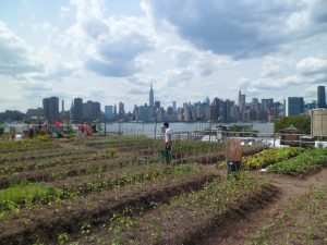 The view of the NYC skyline from Eagle Street Farms' rooftop garden. The farm also maintains bee hives. (photo by Kate Grady)