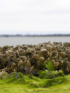 Oyster reefs could provide a cheaper alternative to bulkheads while also helping increase the number of fish in the water. (photo by Emily Woodward)