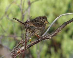 To the human ear, a bird's songs may sound the same, but for a female bird even the slightest variations in trill performance make a noticeable difference. (Photo by Keith Sockman)
