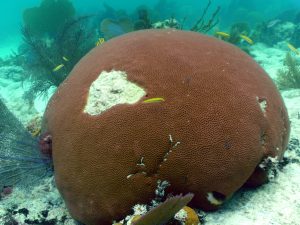 Researchers studied the impact of climate change on the massive starlet coral, found off the coast of Belize. (photo courtesy of Karl Castillo)