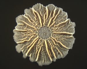 Bacillus subtilis, grown for four days on a biofilm-inducing agar medium at 30° F. Image courtesy of Shank lab. 
