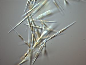 The diatom Pseudo-nitzschia granii isolated from the North Pacific Ocean that contains proteorhodopsin. (photo courtesy of Adrian Marchetti)