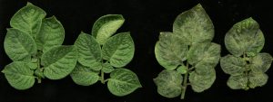 Leaves resistant to the highly destructive pathogen that causes late blight, or potato, disease (left) compared to leaves from a susceptible plant with symptoms (right). Late blight was the cause of the Irish potato famine and persists as a serious disease of potato today. (Photo: Business Wire)