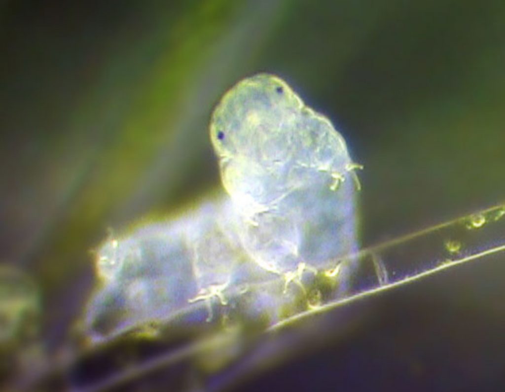A tardigrade ("water bear"). Photo by Sinclair Stammers