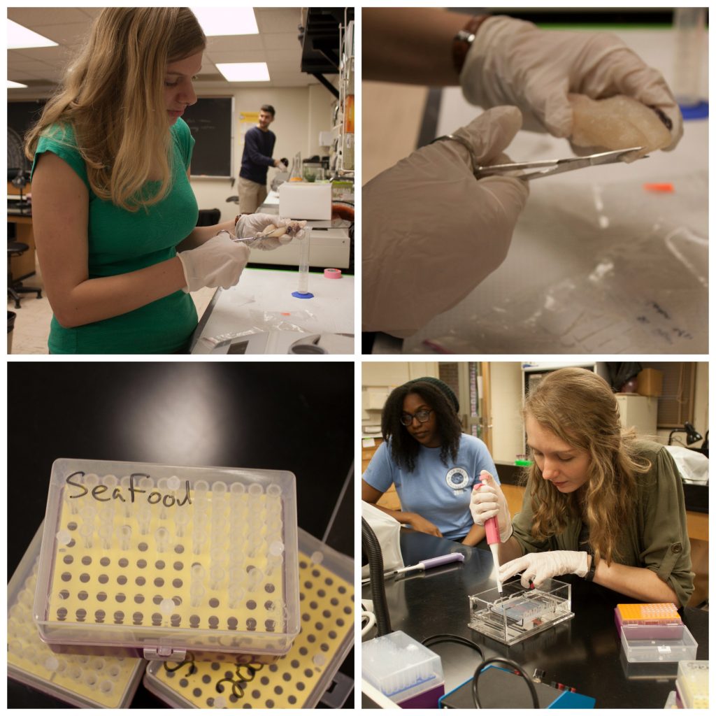 Students studied seafood mislabeling in the pilot CURE course, "Seafood Forensics." Top left, Holly Johnson. Bottom right: Lilya Veliko (foreground) and Chloe Brown.