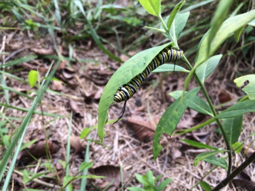 A yellow-and-white striped Monarch butterfly caterpillar munches on the leaves of a milkweed plant at the UNC-Chapel Hill North Carolina Botanical Garden. (photo by Amanda Faucette)