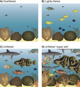 Illustration of the relative fish biomass on reefs varying in fishing intensity and natural capacity to support large predatory fishes. (Drawing by Adi Khen.)