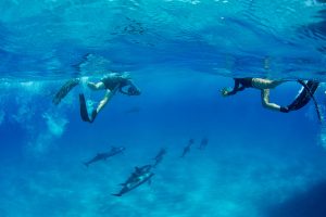 Divers swimming with and photographing a school of dolphins in the Bahamas. 