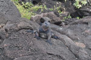 Rising ecotourism puts Galapagos species like the marine iguana at risk.
